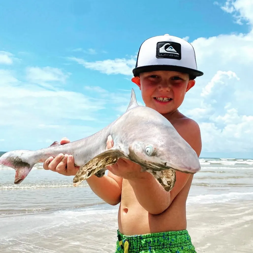 The most recent Oceanic whitetip shark catches on Fishbrain