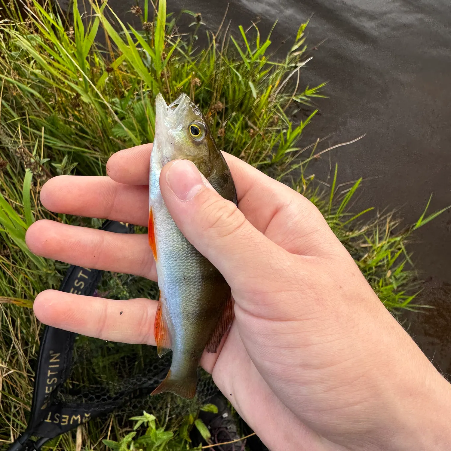 European perch caught on Fishbrain
