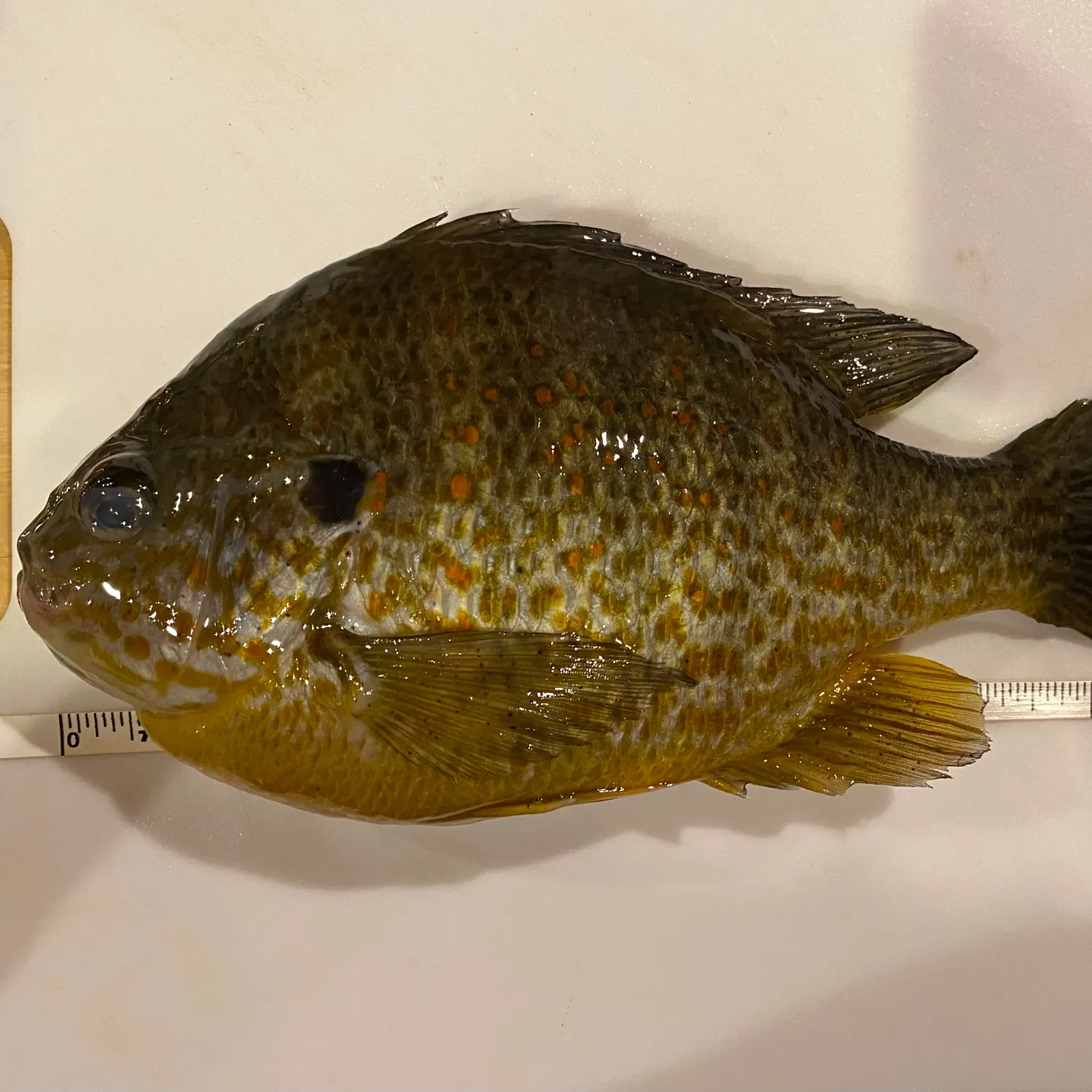The most recent Pumpkinseed catches on Fishbrain