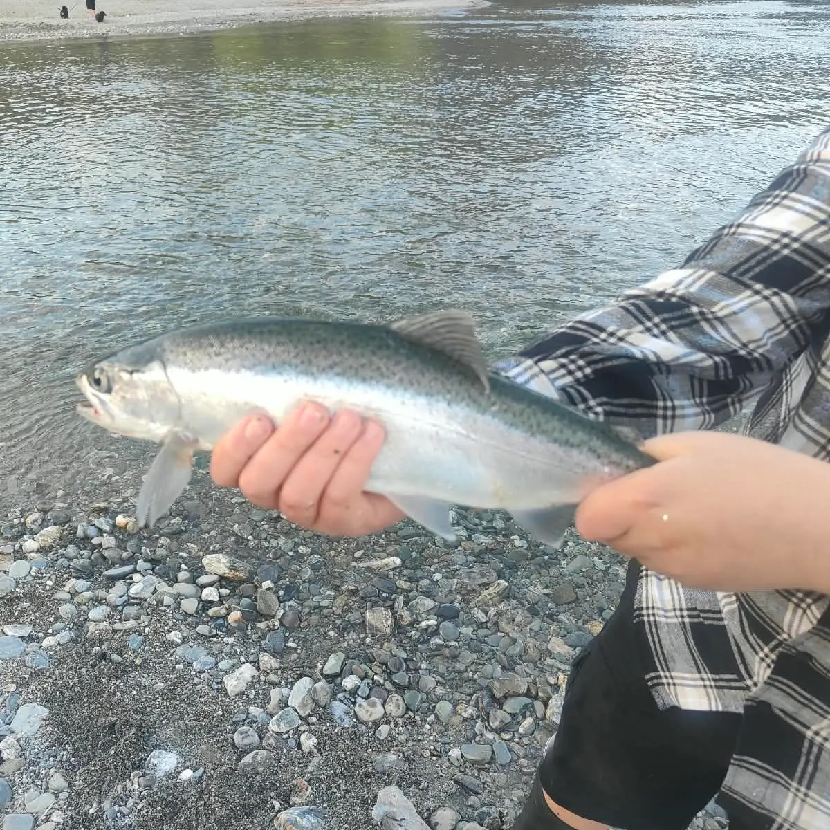 Chinook salmon caught on Fishbrain