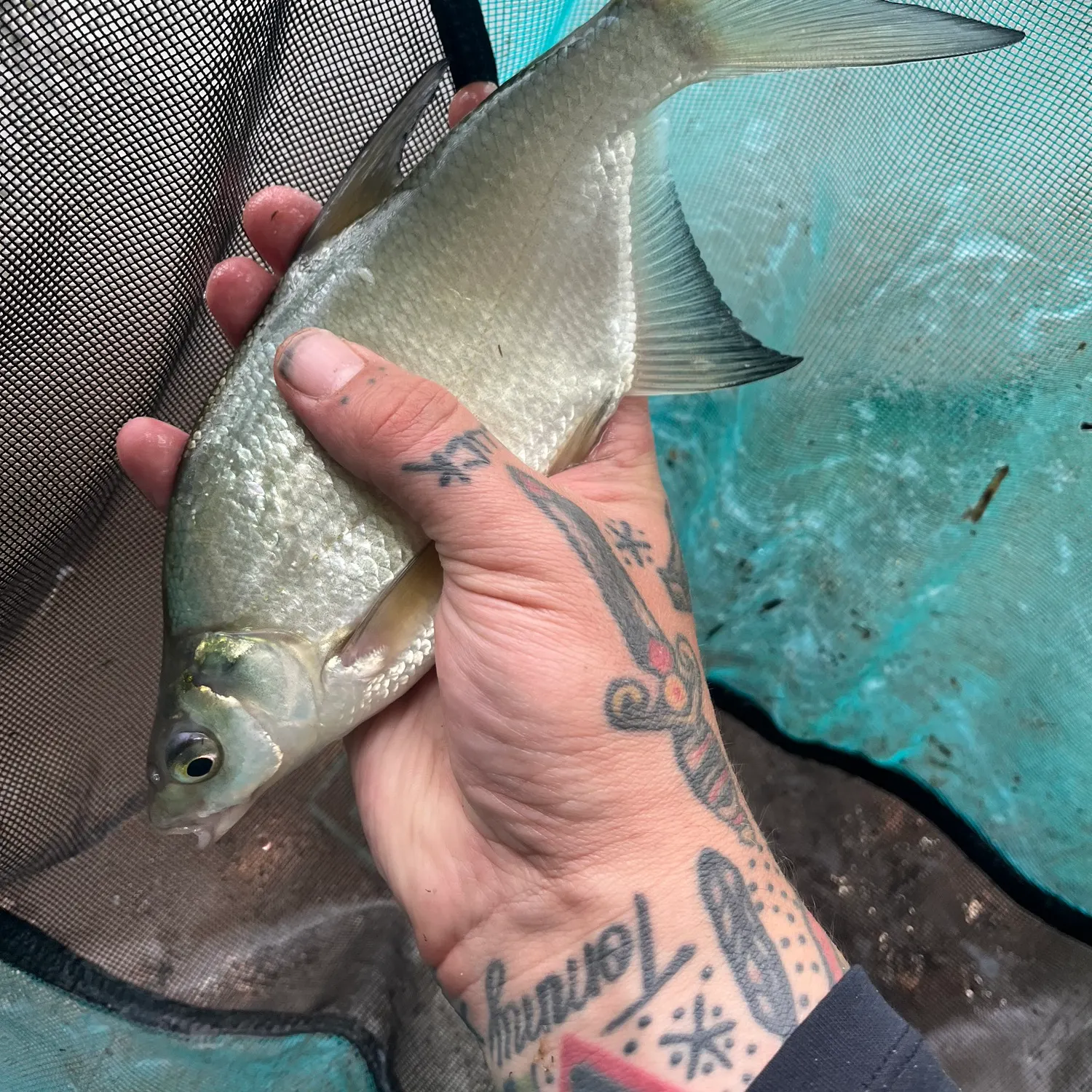 Common bream caught on Fishbrain