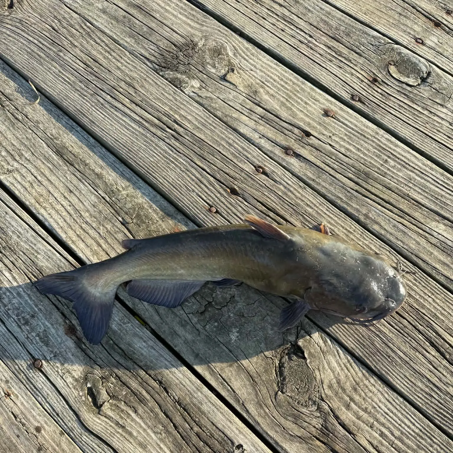 Channel catfish caught on Fishbrain