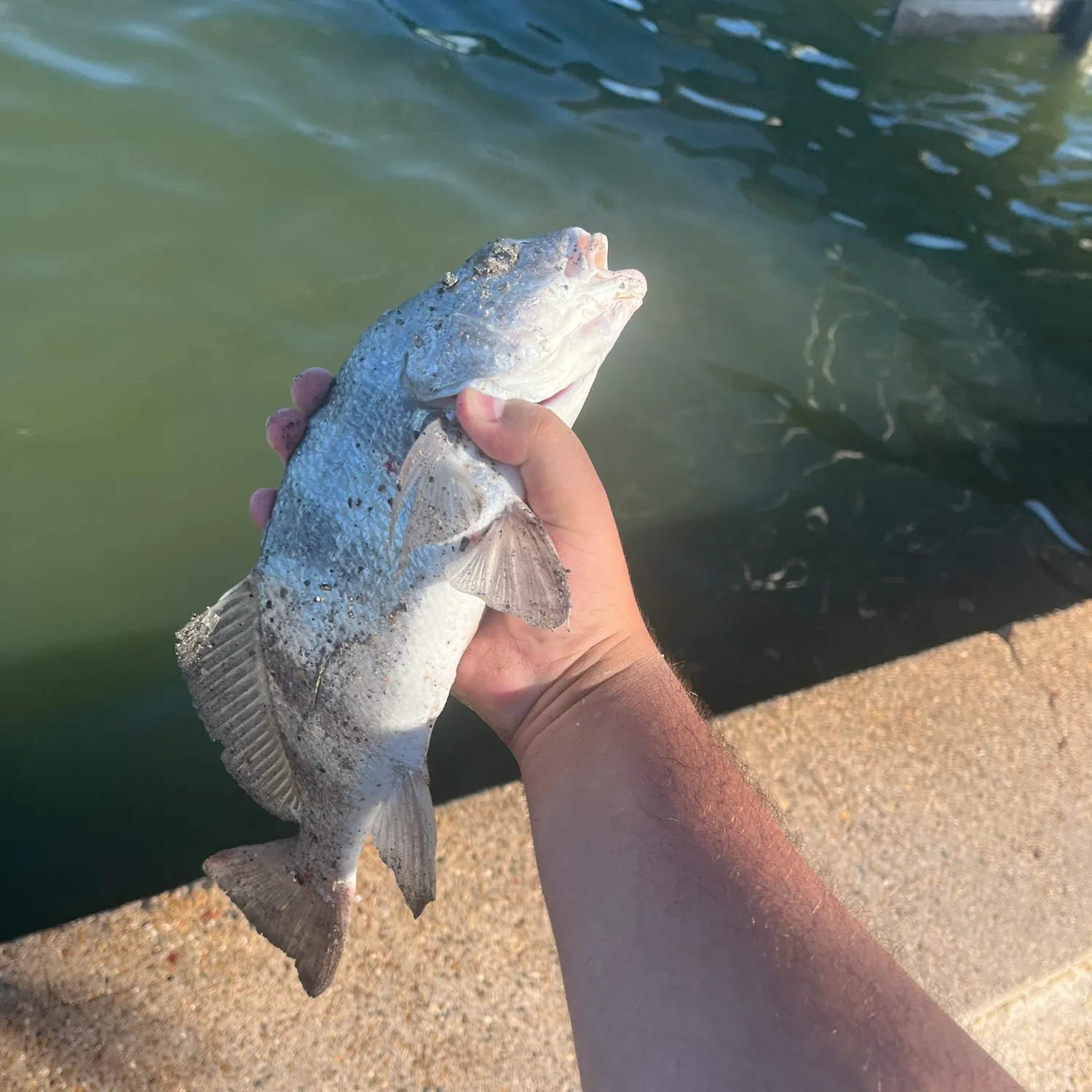 Black drum caught on Fishbrain