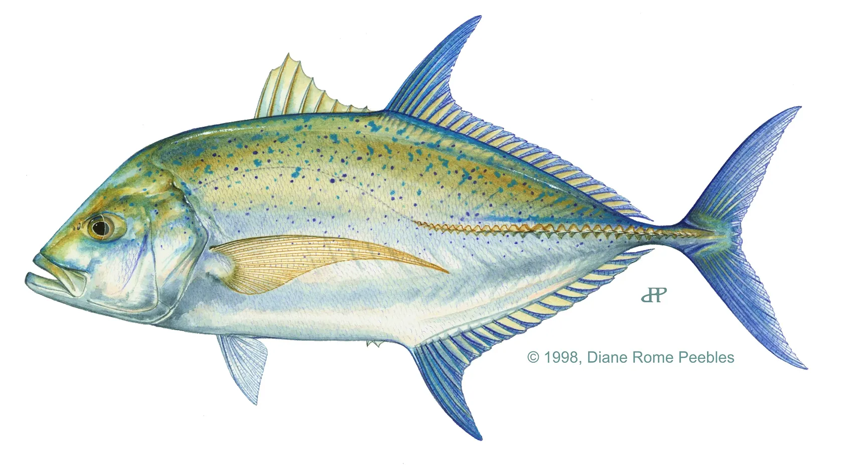 Bluefin trevally