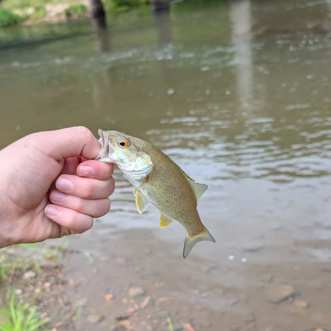 Smallmouth bass caught on Fishbrain