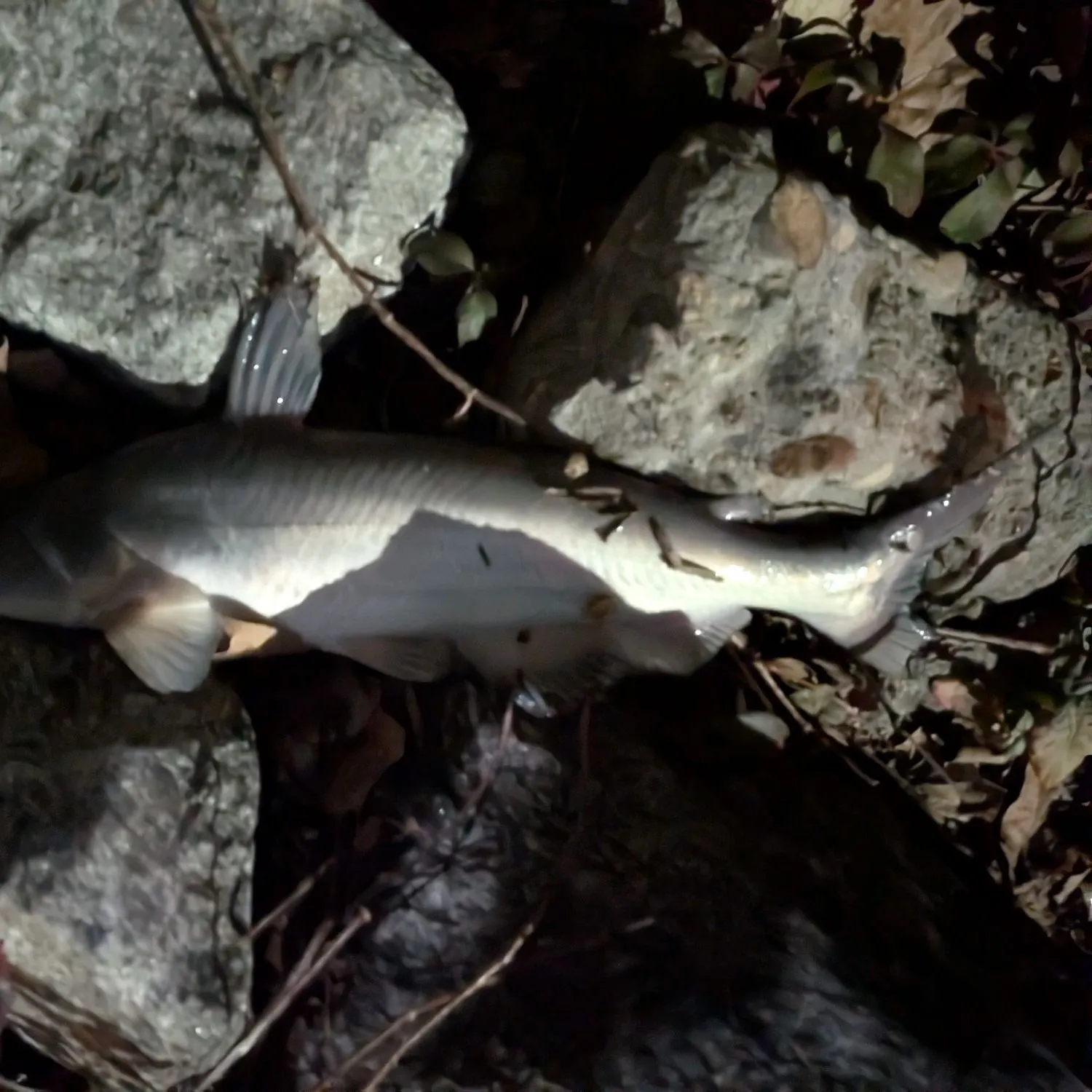 Blue catfish caught on Fishbrain