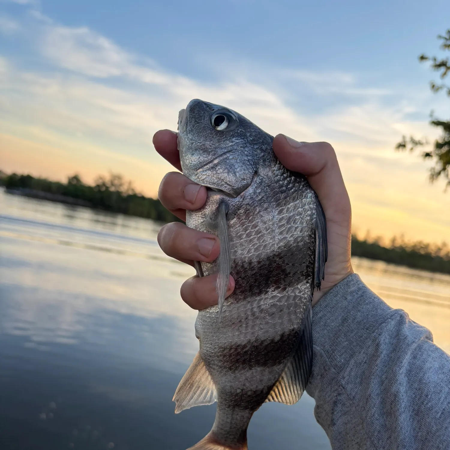 Black drum caught on Fishbrain