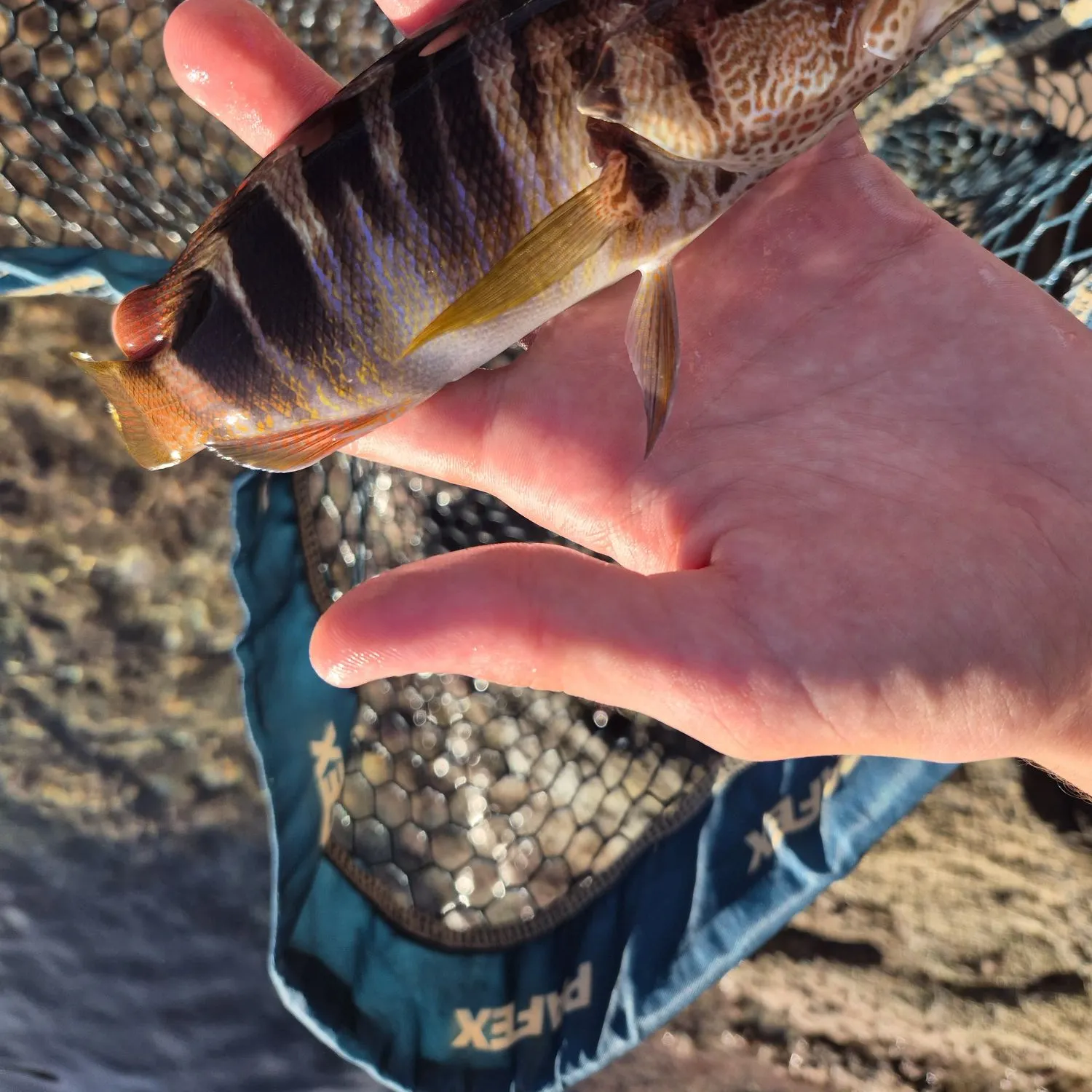 Painted comber caught on Fishbrain