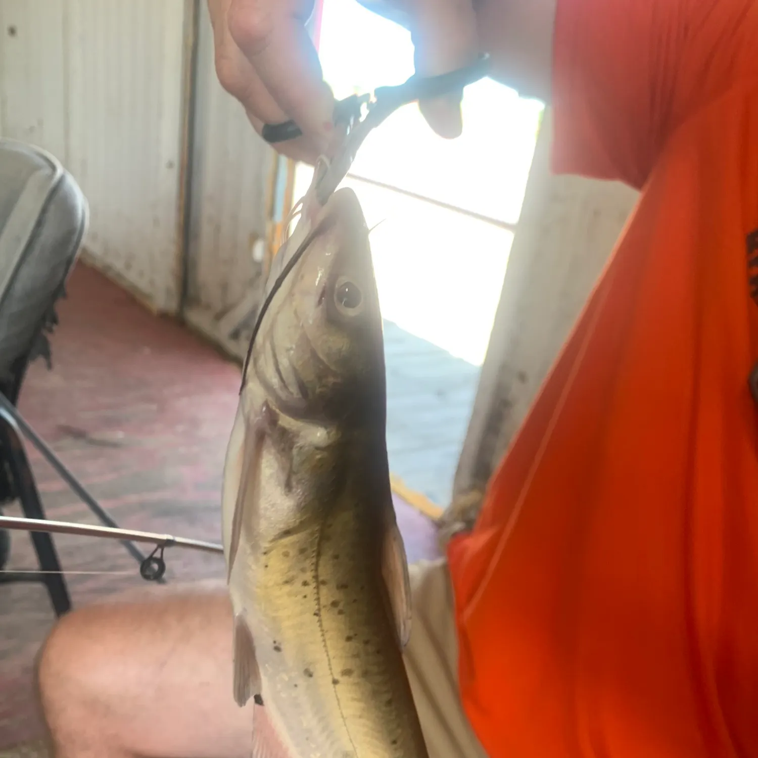 The most recent Yellow bullhead catches on Fishbrain