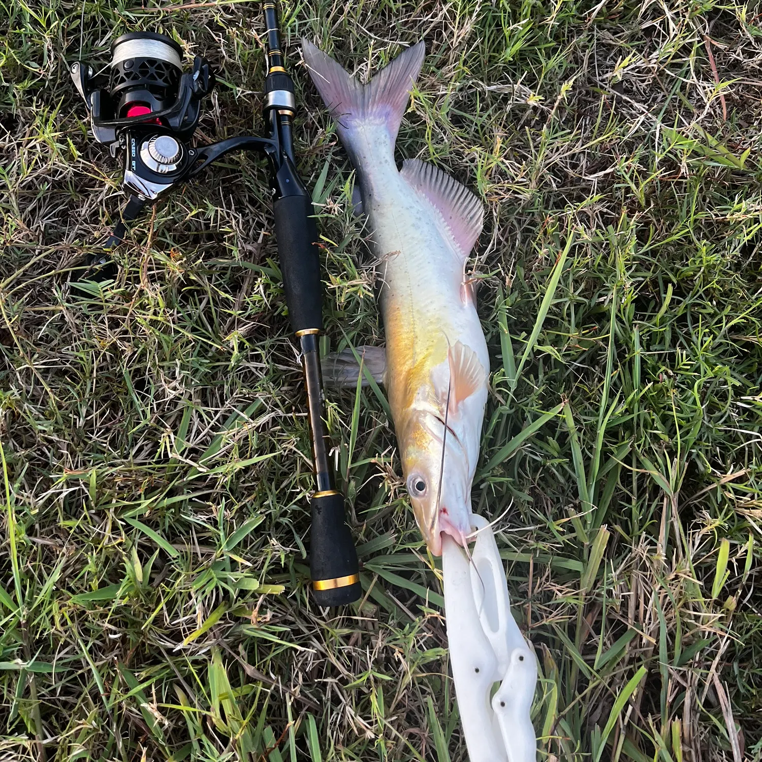 Channel catfish caught on Fishbrain
