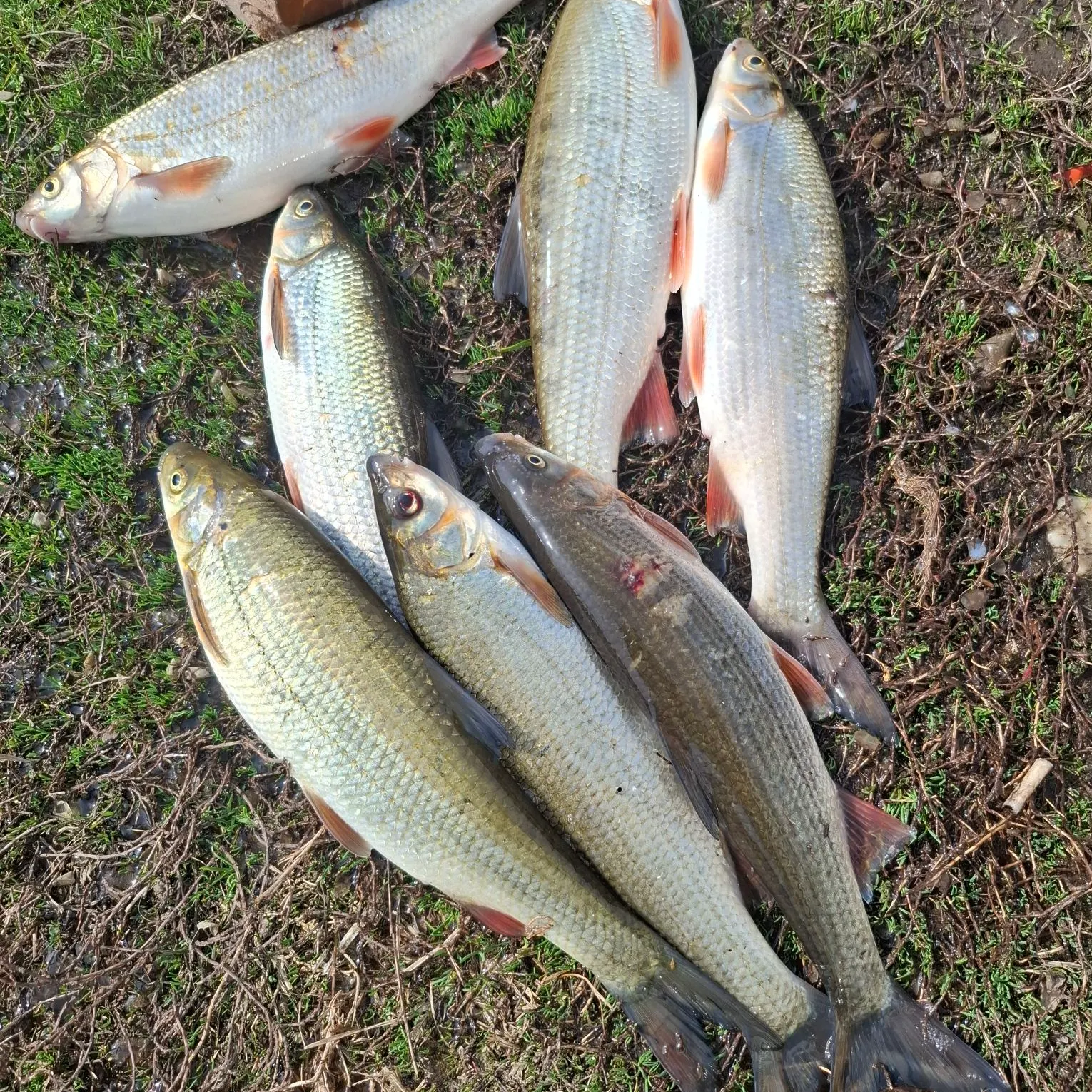 The most recent Ide catches on Fishbrain