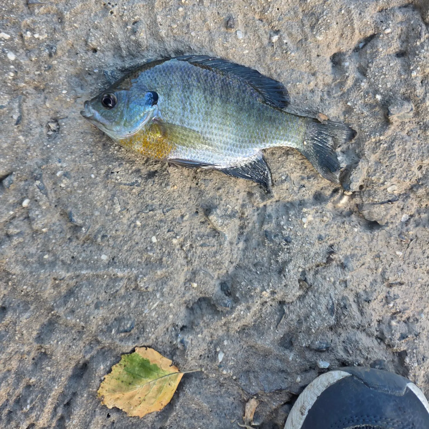 Bluegill caught on Fishbrain