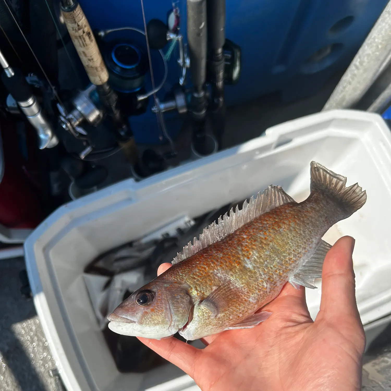 The most recent Cunner catches on Fishbrain