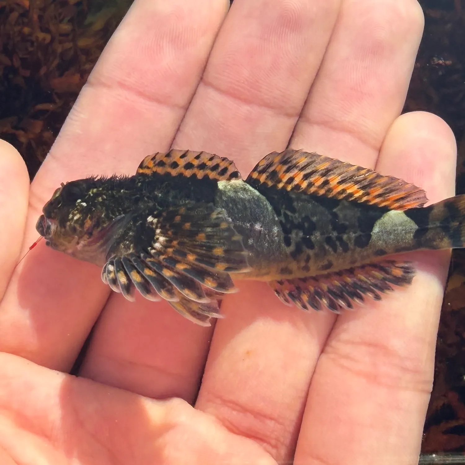 The most recent Mosshead sculpin catches on Fishbrain