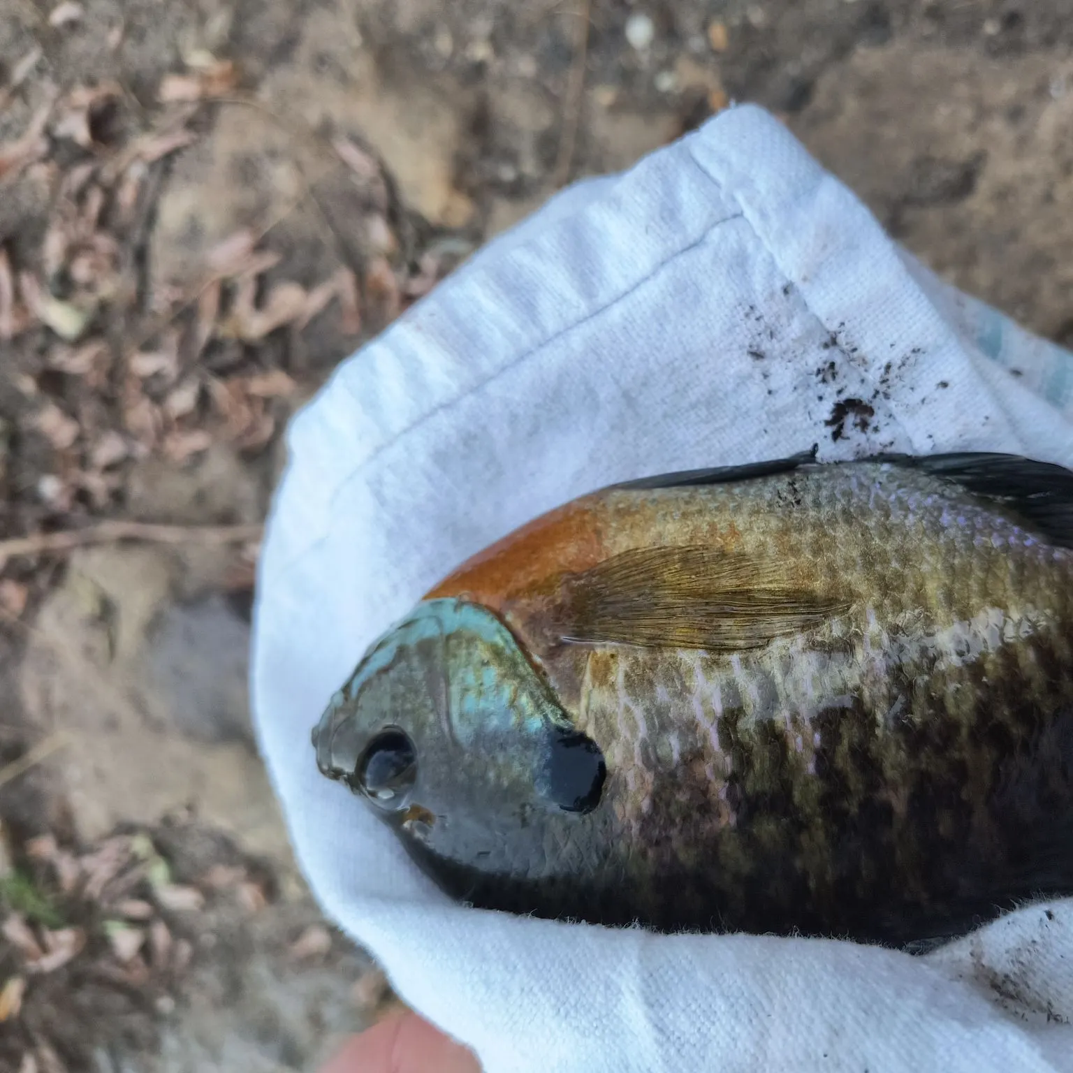 Bluegill caught on Fishbrain