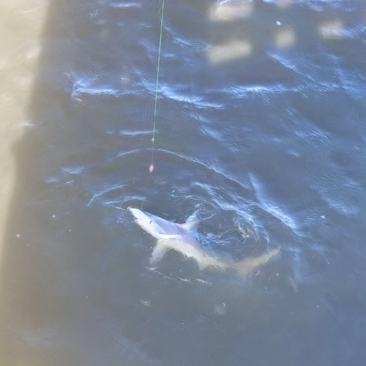 The most recent Permit catches on Fishbrain