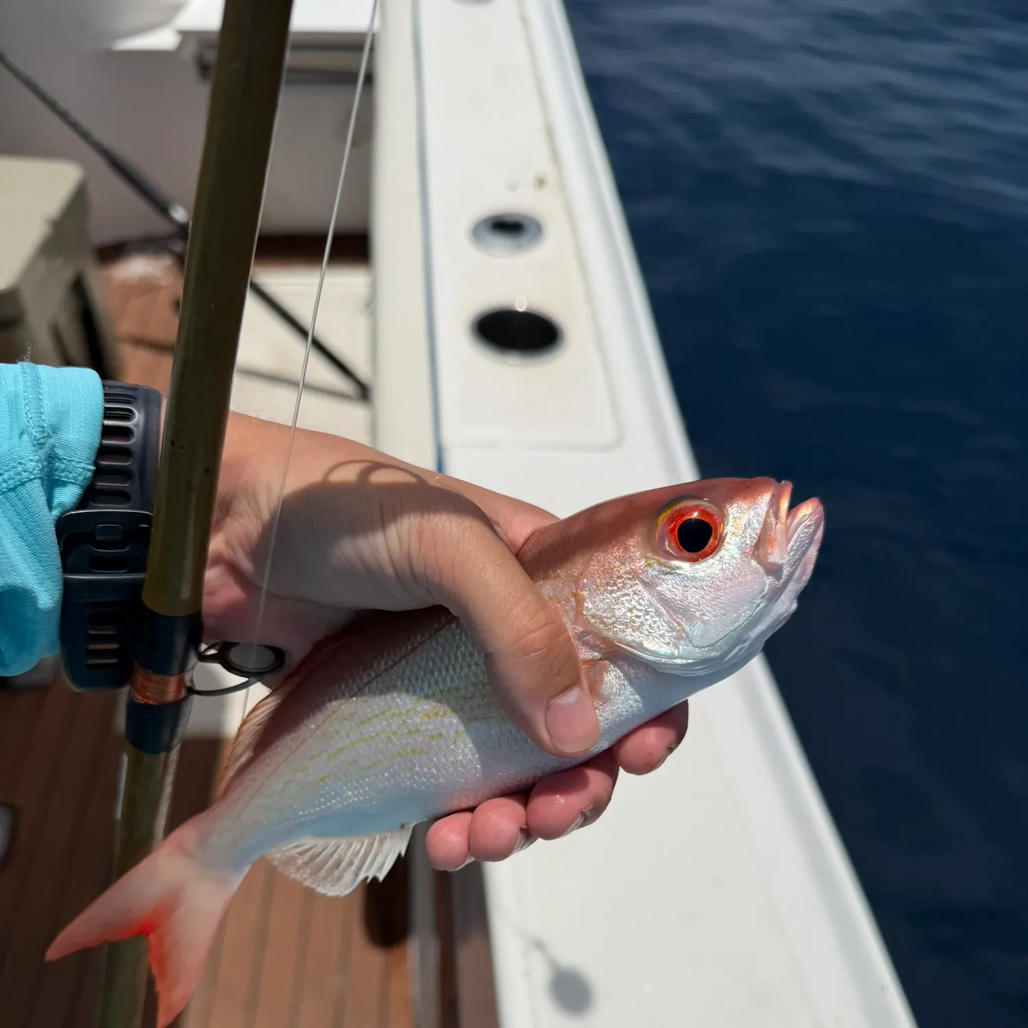 The most recent Vermilion snapper catches on Fishbrain