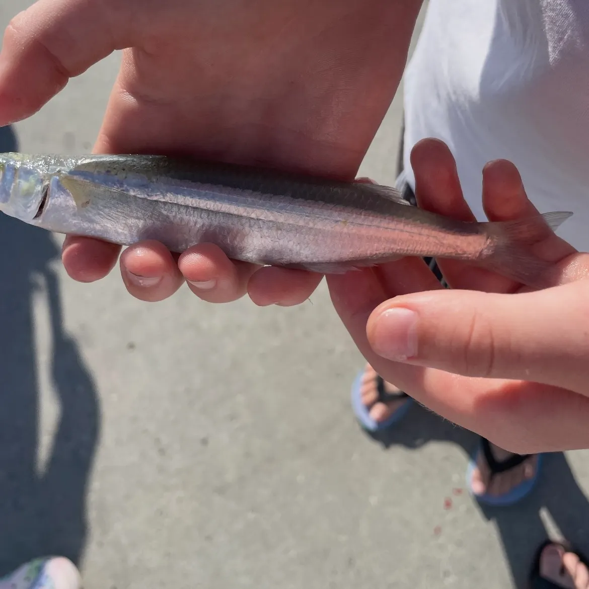 Surf smelt caught on Fishbrain