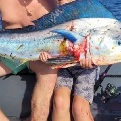 Common dolphinfish caught on Fishbrain