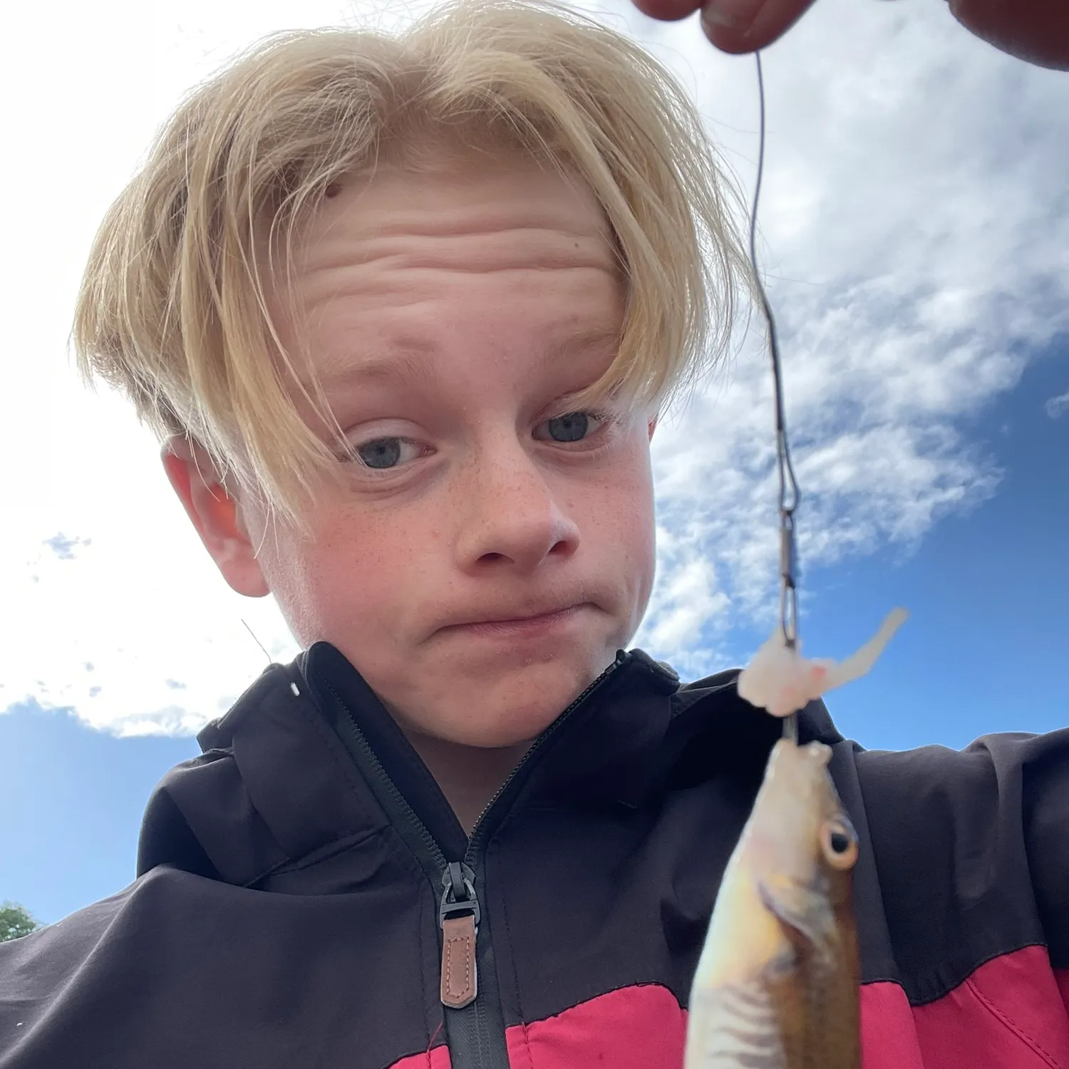 The most recent Goldsinny wrasse catches on Fishbrain