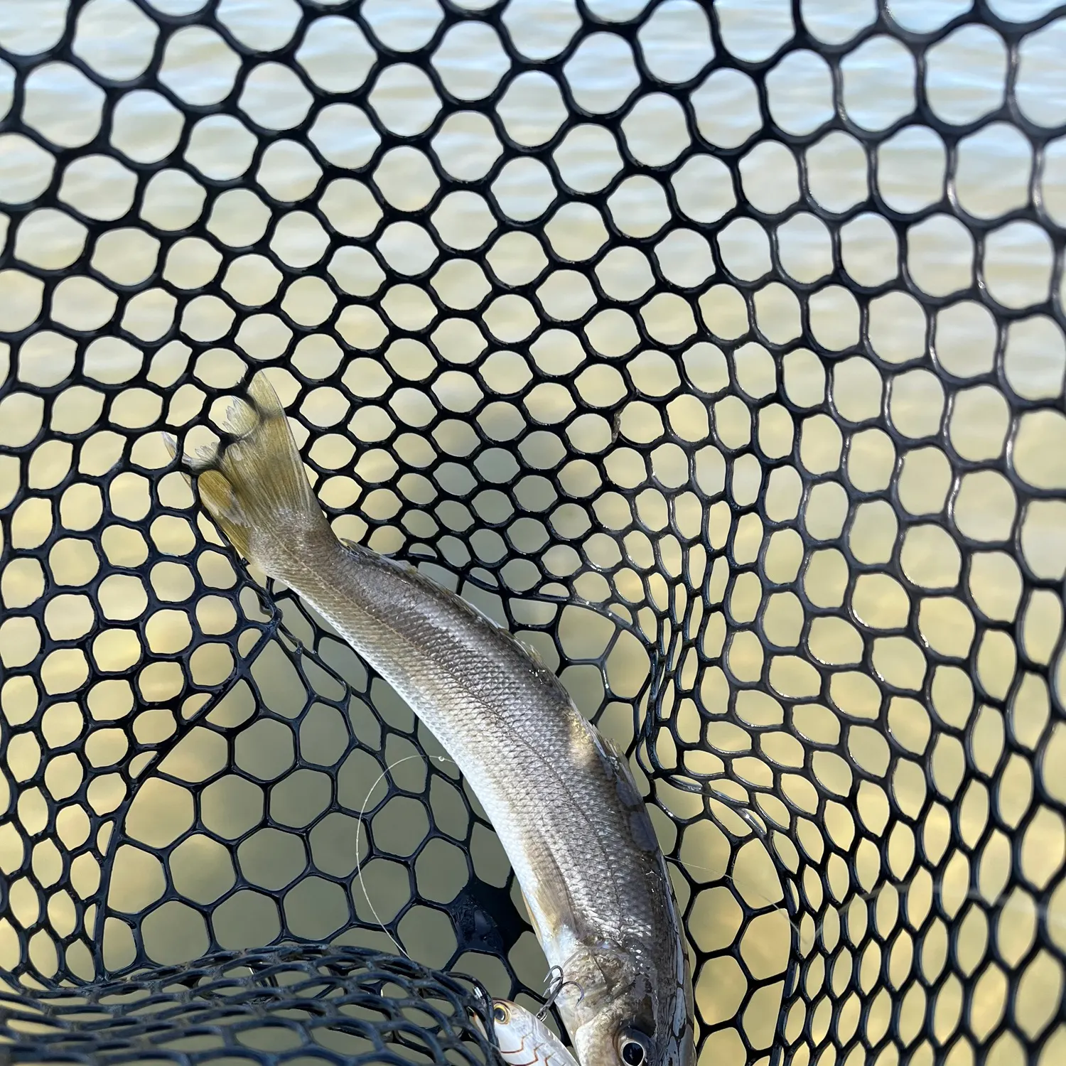 Sand sillago caught on Fishbrain