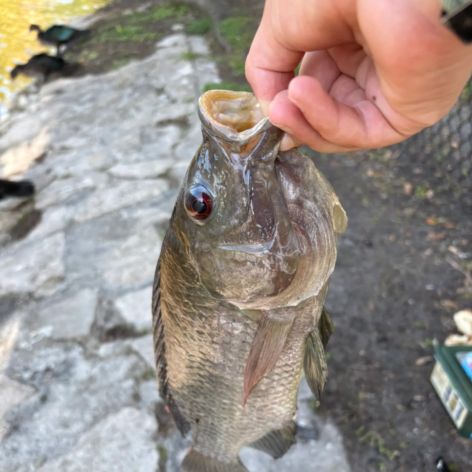 catch