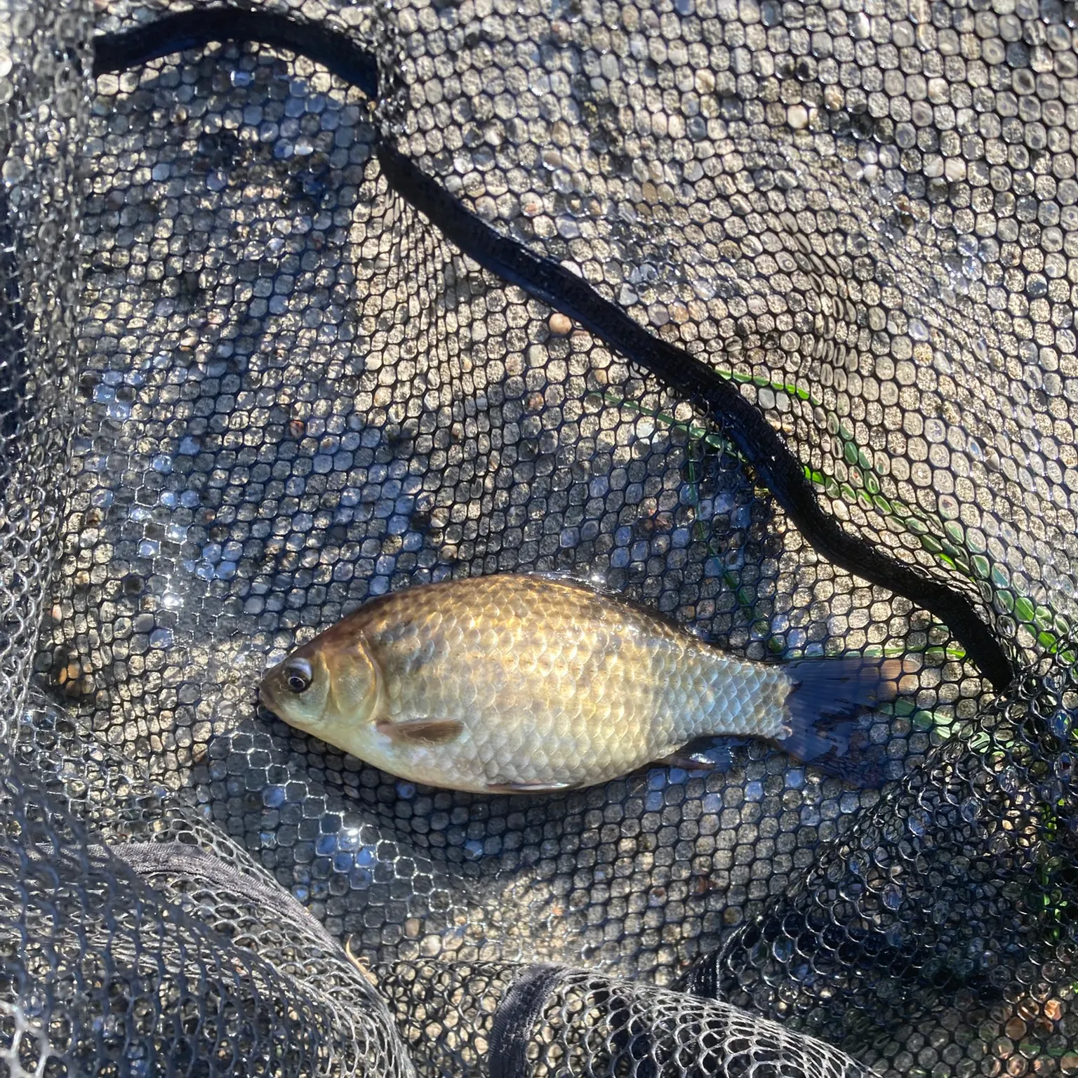 The most recent Prussian carp catches on Fishbrain