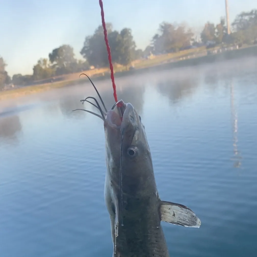 Channel catfish caught on Fishbrain