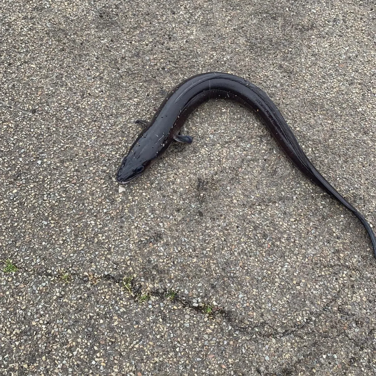 The most recent European eel catches on Fishbrain