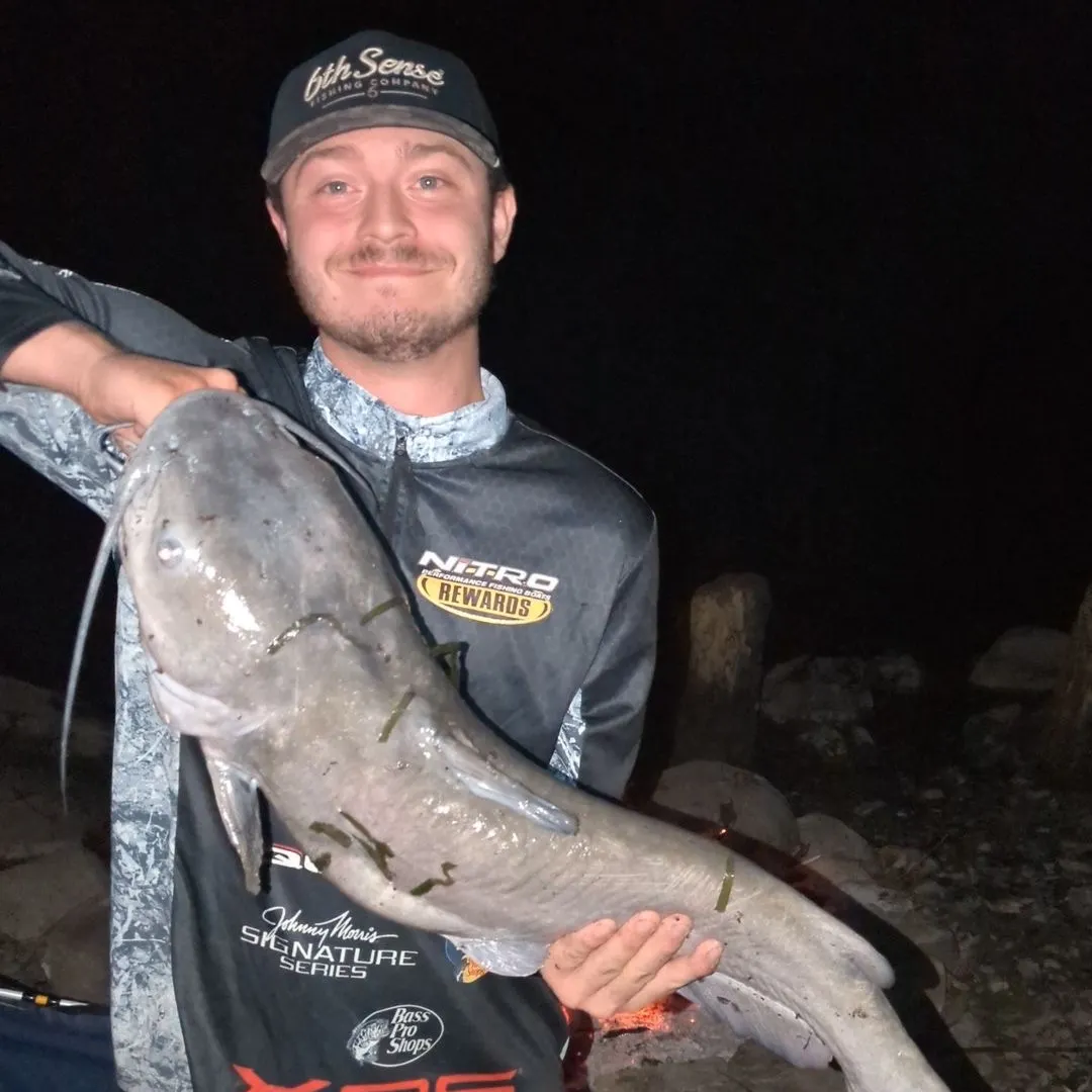 Channel catfish caught on Fishbrain