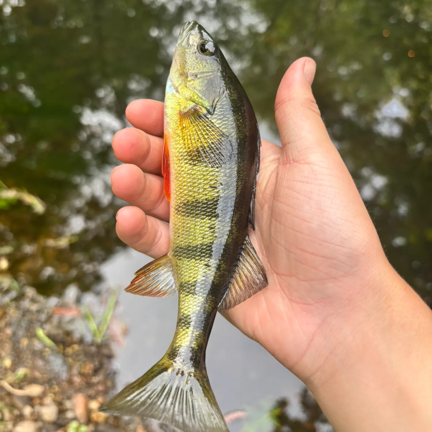 Yellow perch caught on Fishbrain