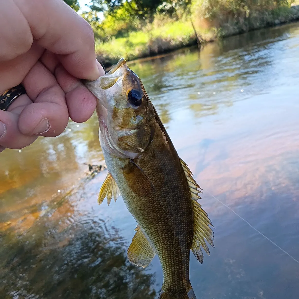 Smallmouth bass caught on Fishbrain