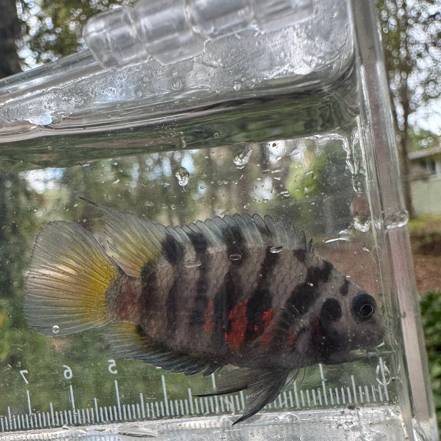 The most recent Convict cichlid catches on Fishbrain