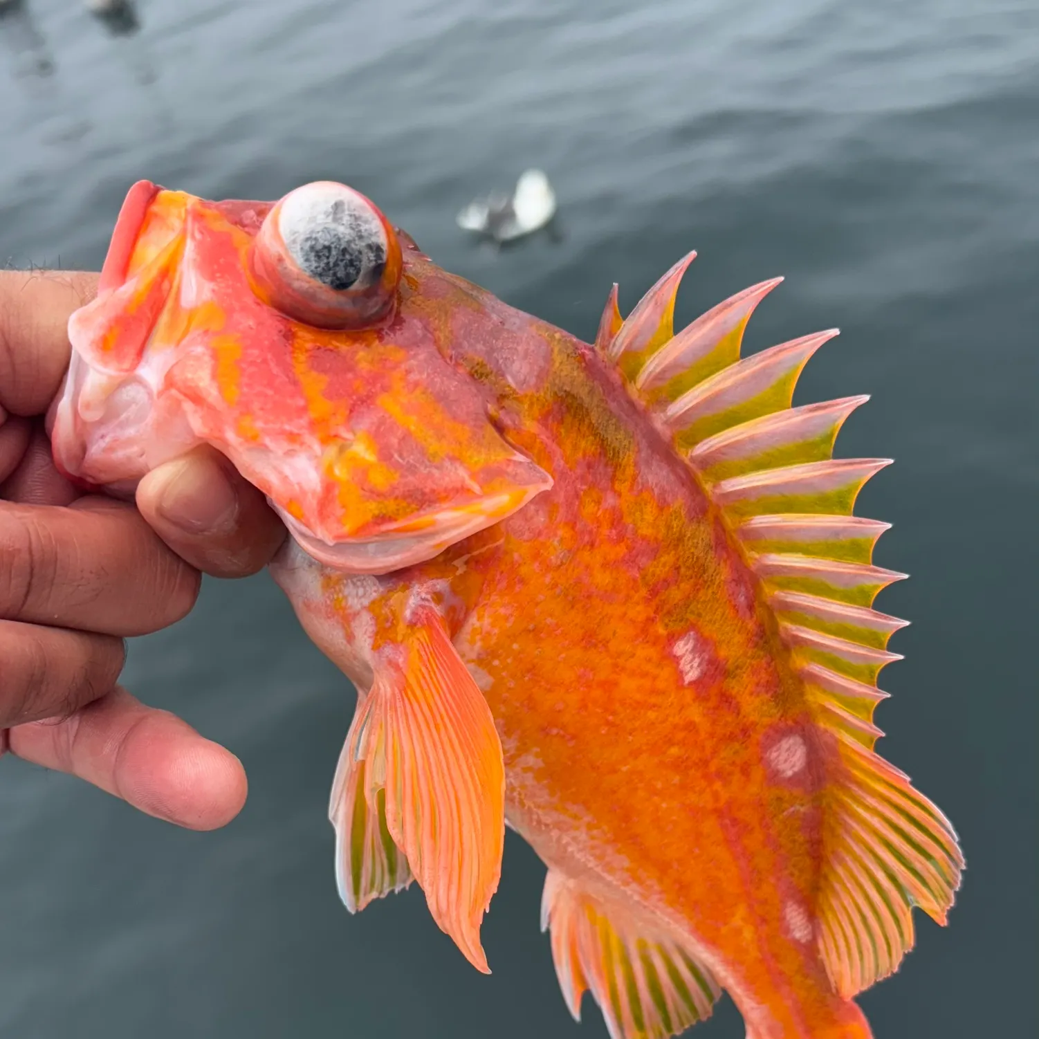 The most recent Starry rockfish catches on Fishbrain