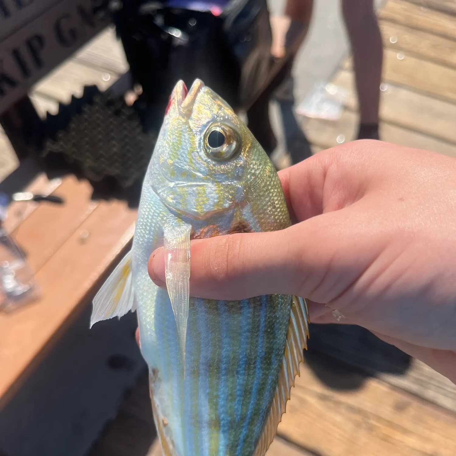 Pinfish caught on Fishbrain