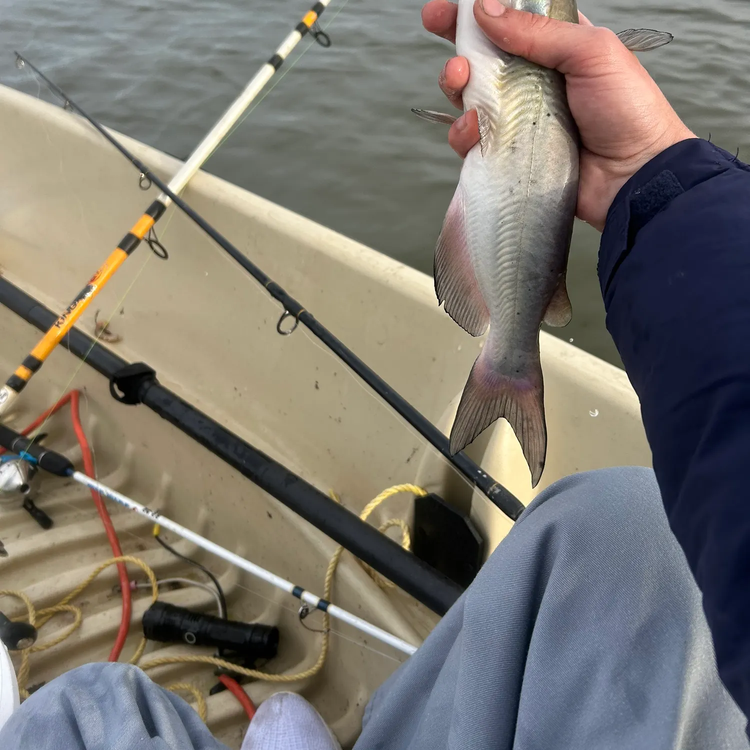 The most recent Channel catfish catches on Fishbrain