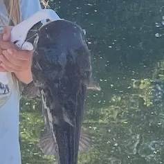 Black bullhead caught on Fishbrain
