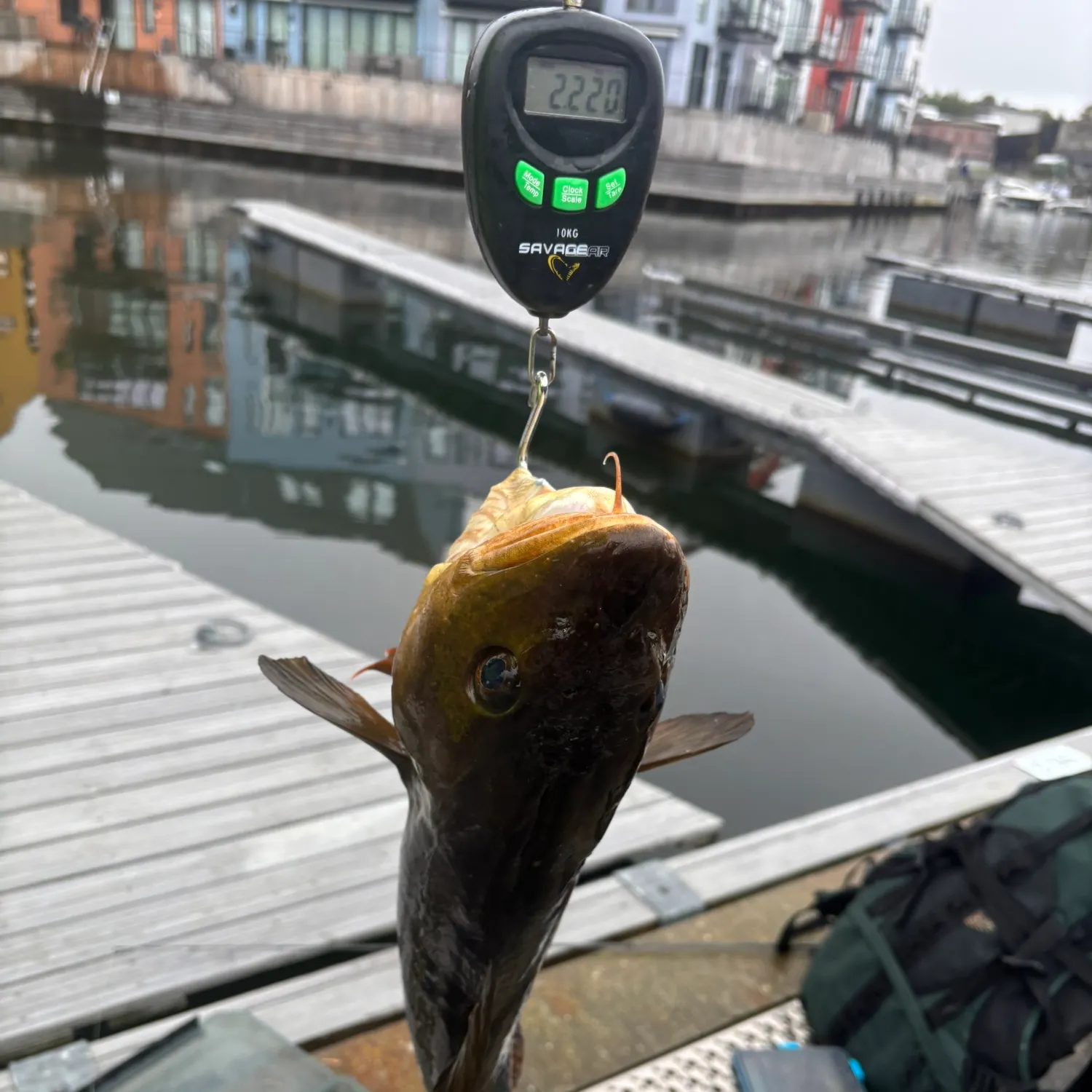 Atlantic cod caught on Fishbrain
