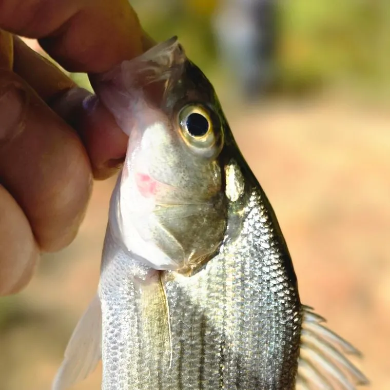 Wiper caught on Fishbrain