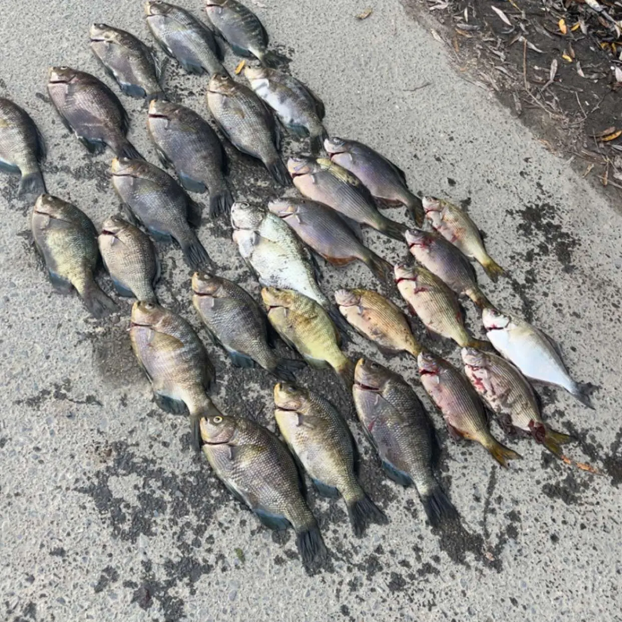 recently logged catches