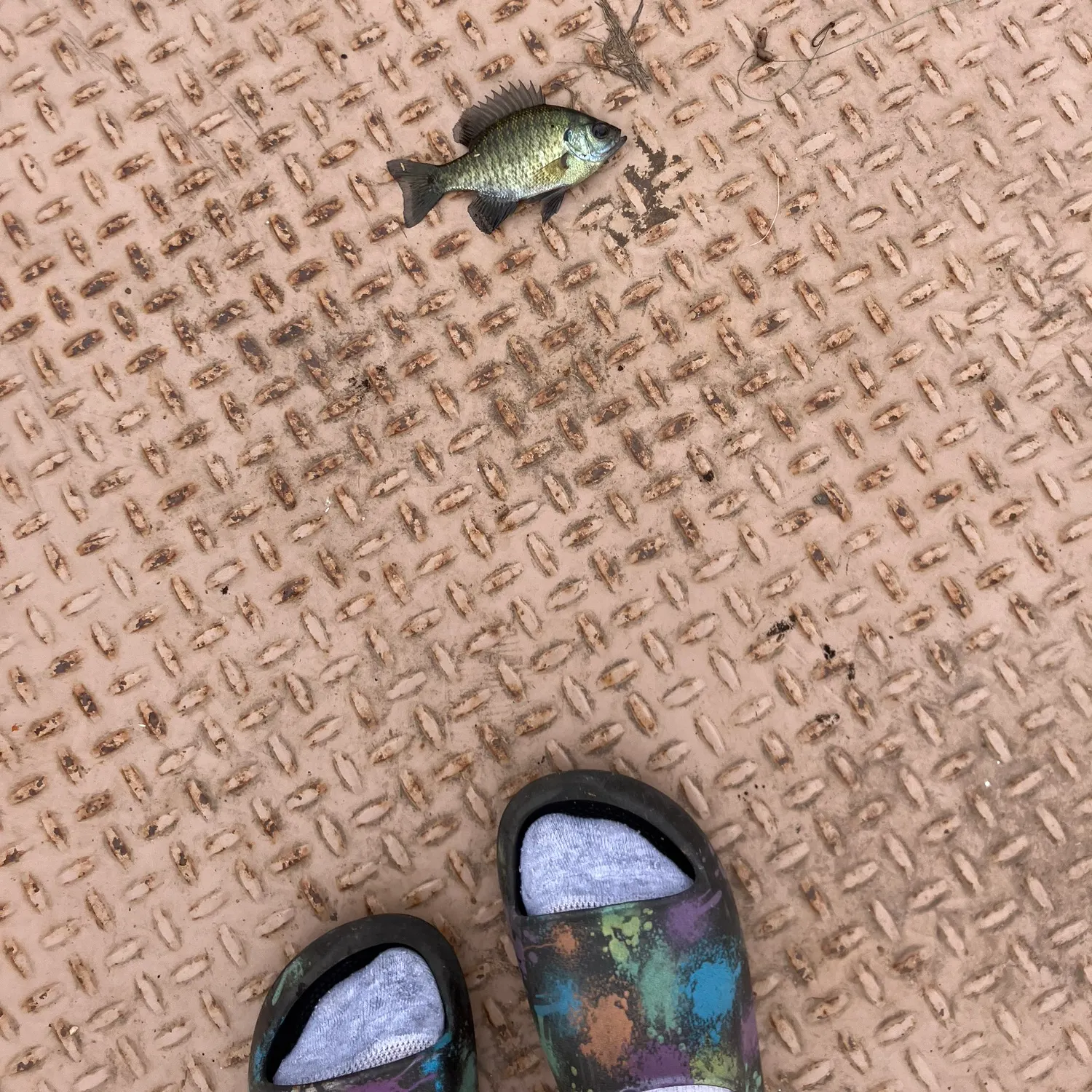 Bluegill caught on Fishbrain