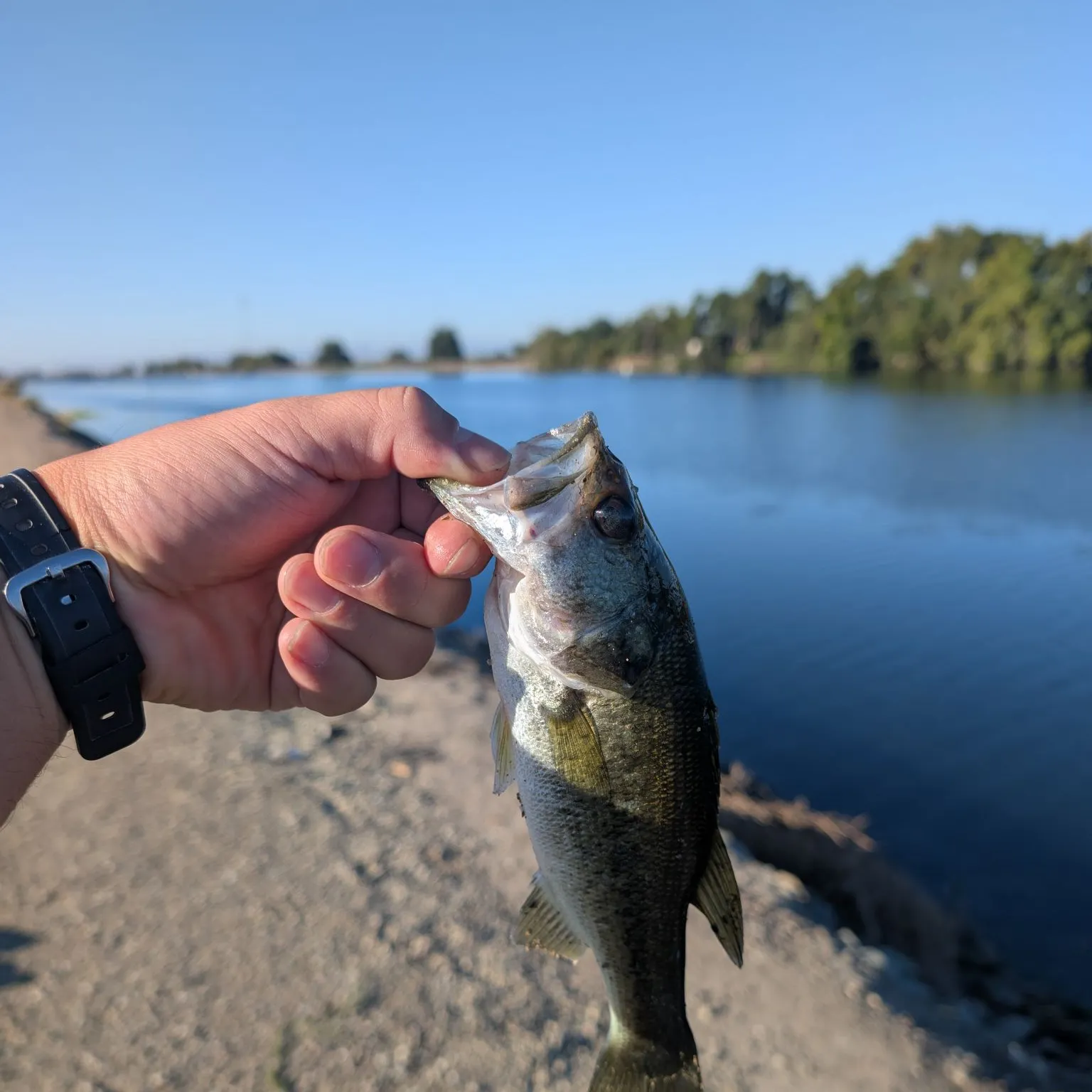 Largemouth bass caught on Fishbrain