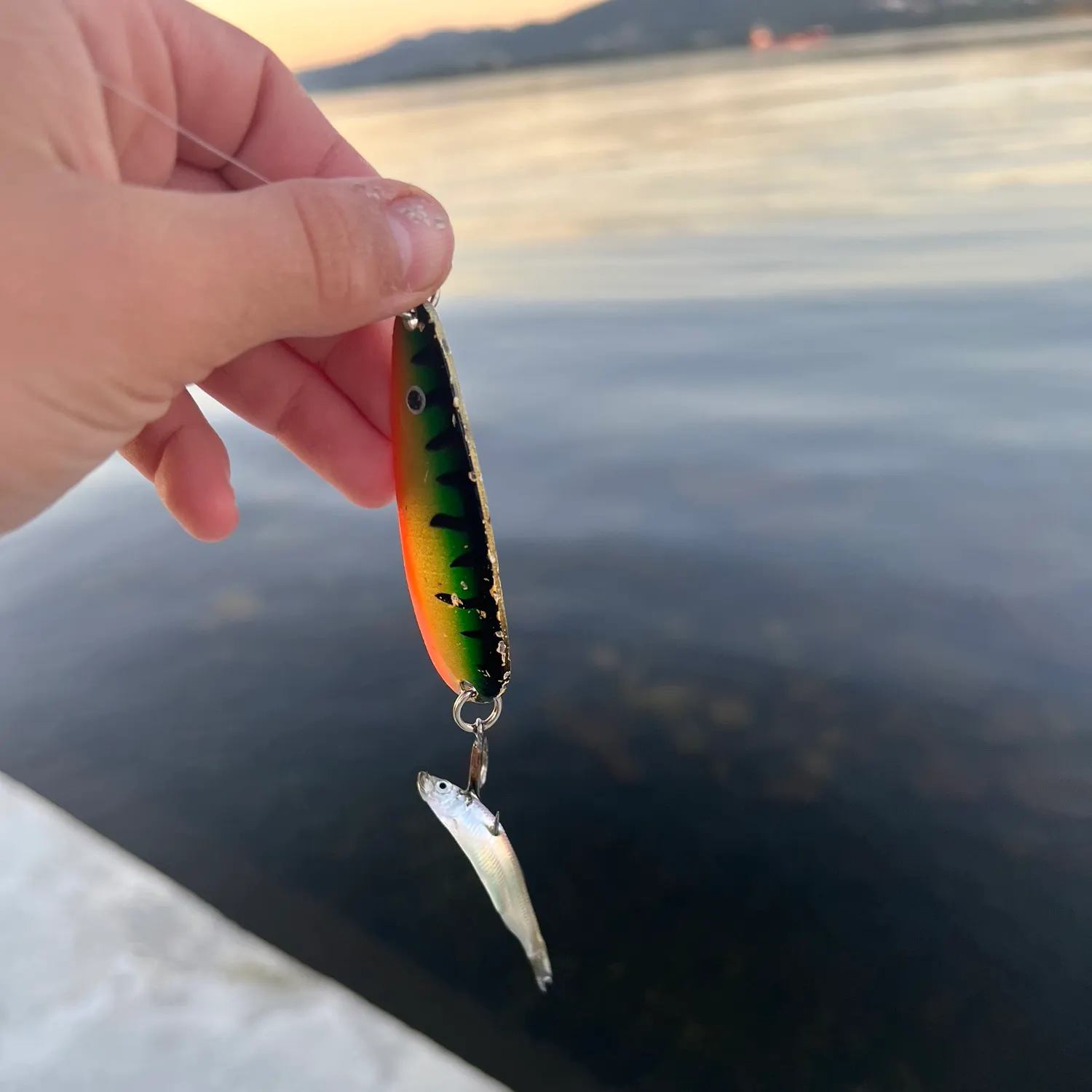 The most recent Atlantic herring catches on Fishbrain