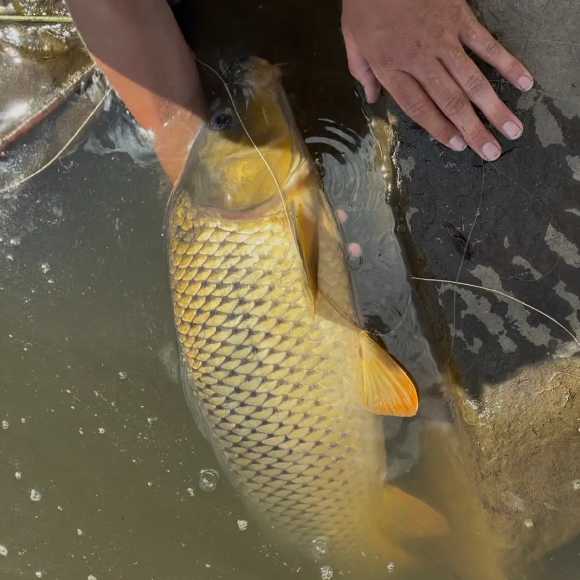 Common carp caught on Fishbrain
