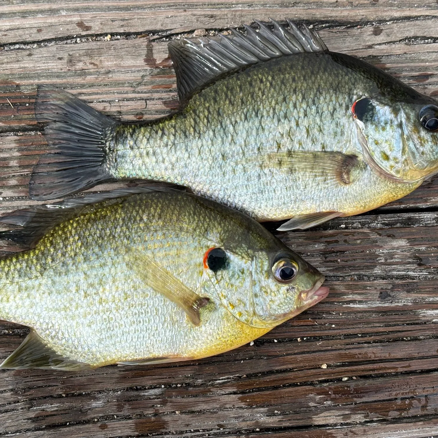 The most recent Redear sunfish catches on Fishbrain