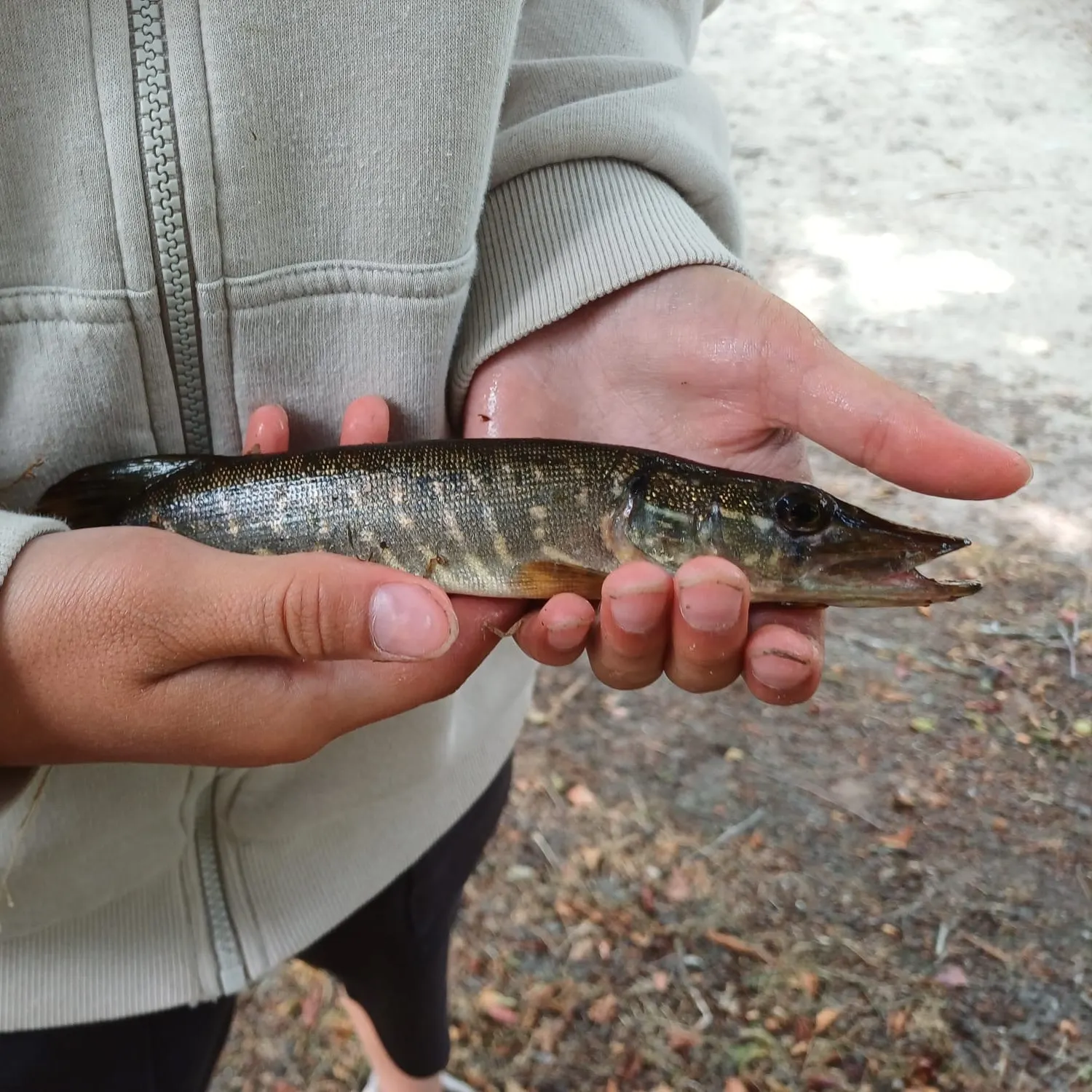 Northern pike caught on Fishbrain