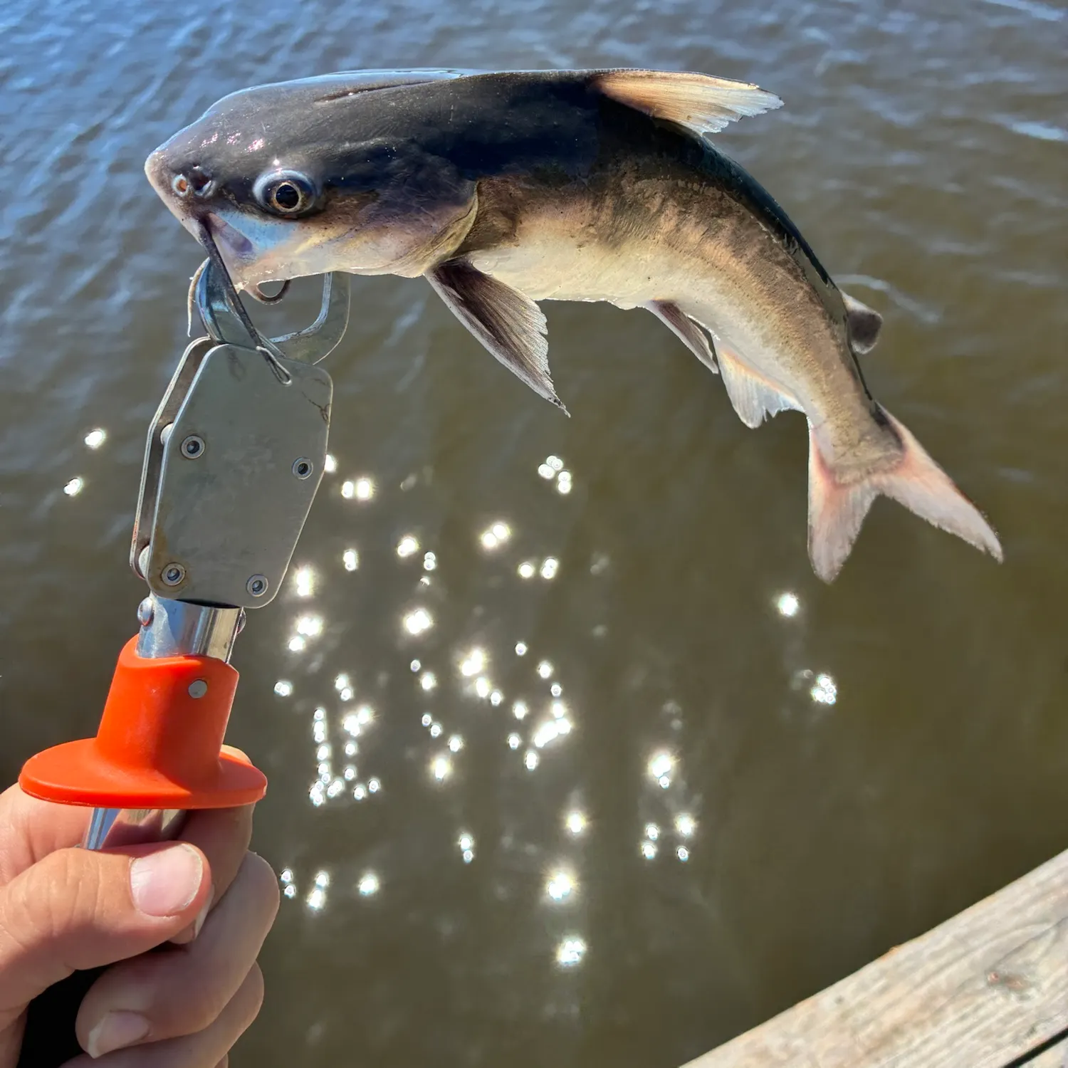 The most recent Coco sea catfish catches on Fishbrain
