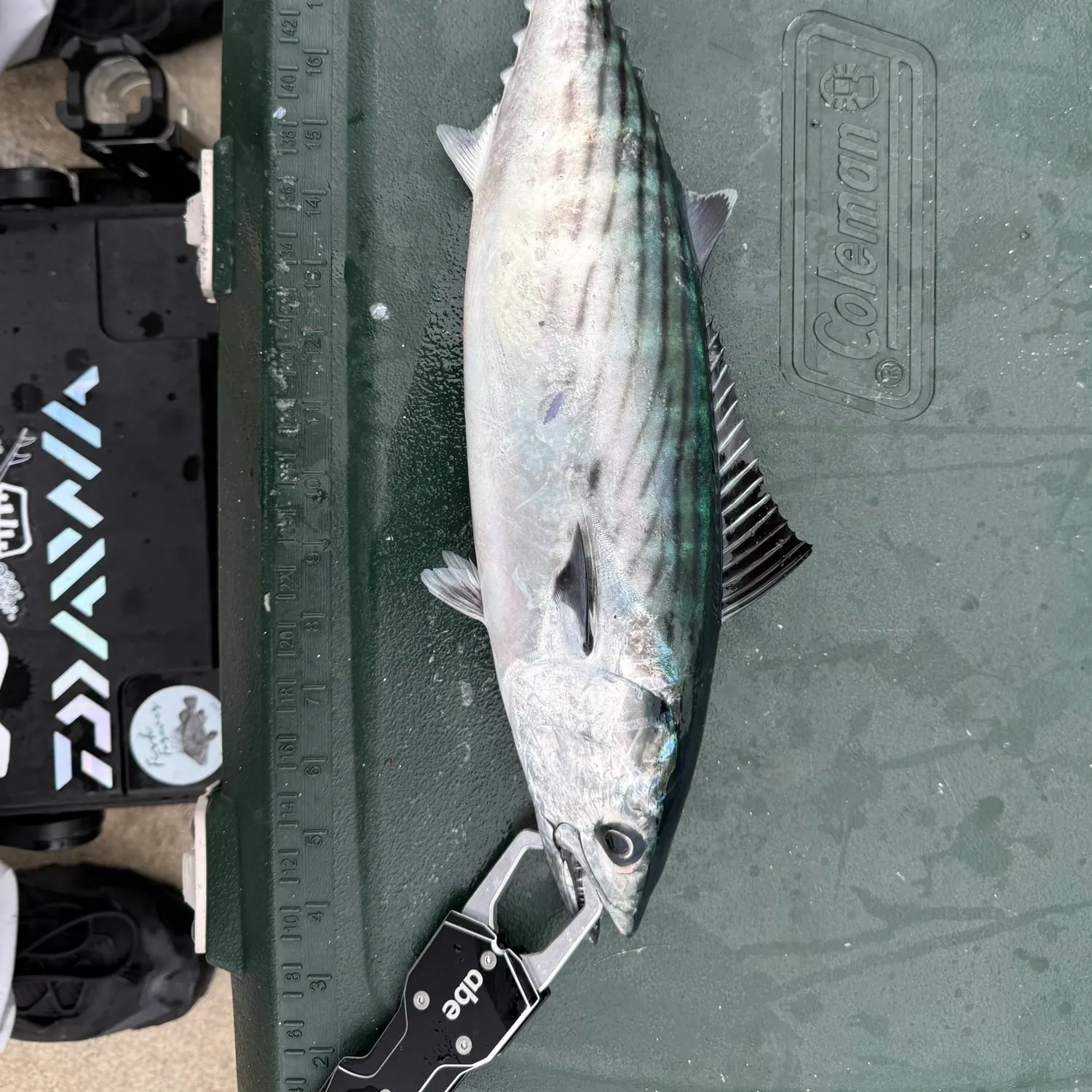 The most recent Pacific bonito catches on Fishbrain