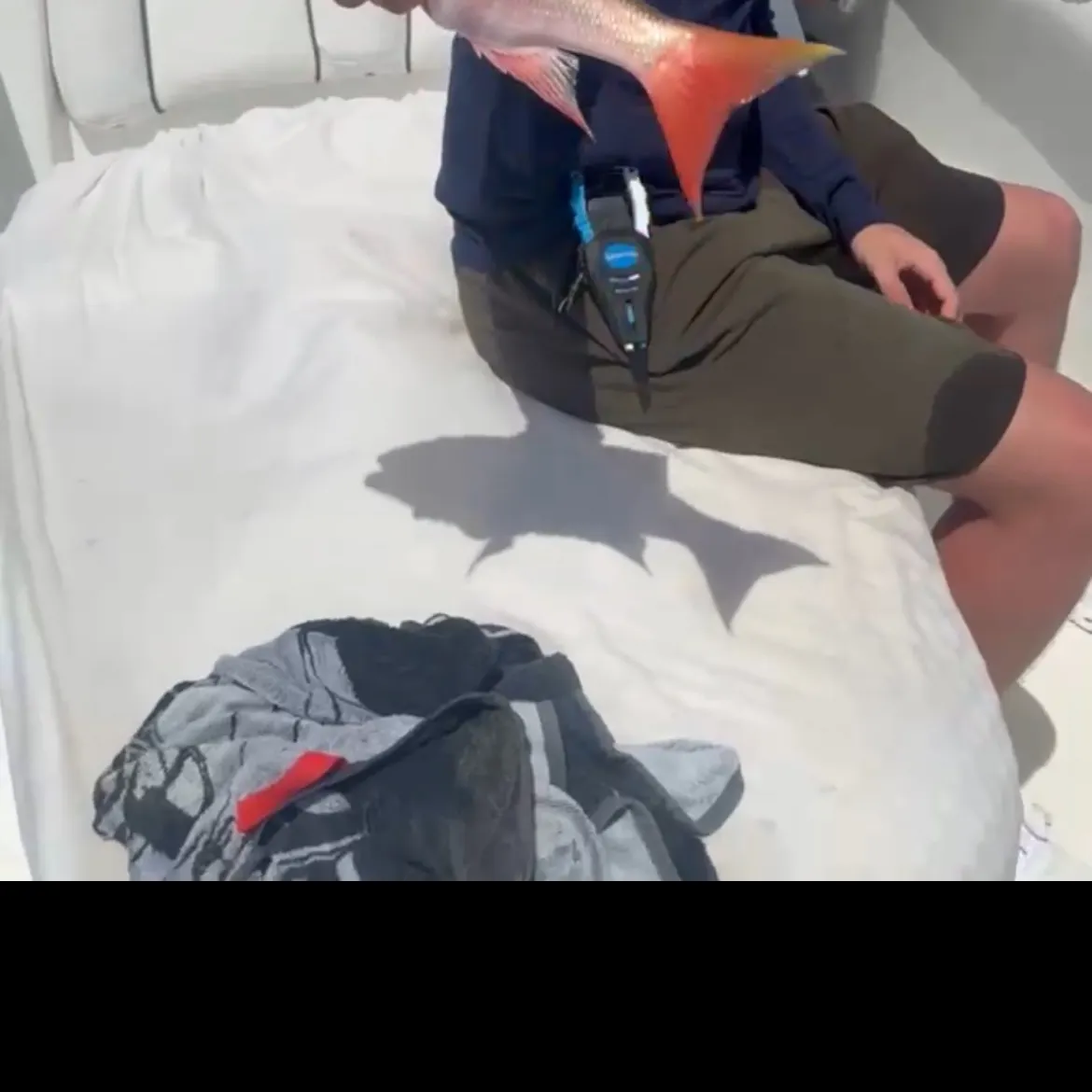 The most recent Mutton snapper catches on Fishbrain