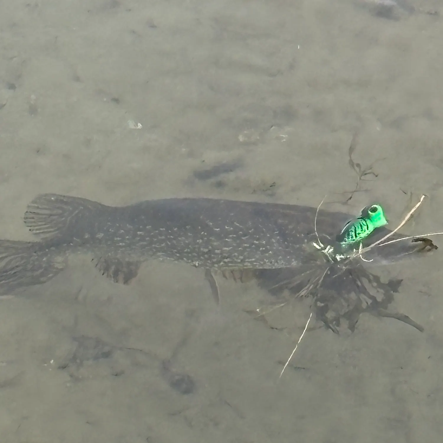 Northern pike caught on Fishbrain